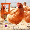image:imageSumind 2 Pieces Chicken Mirror Toys Hanging Swing Mirror with Bell Wooden Pecking Toy and 4 Pieces Beak Grinding Molar Stones for Hens Birds ParrotsRedBlueRed Orange