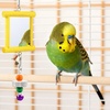 image:imageSumind 2 Pieces Chicken Mirror Toys Hanging Swing Mirror with Bell Wooden Pecking Toy and 4 Pieces Beak Grinding Molar Stones for Hens Birds ParrotsRedBlueRose Red Yellow