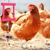 image:imageSumind 2 Pieces Chicken Mirror Toys Hanging Swing Mirror with Bell Wooden Pecking Toy and 4 Pieces Beak Grinding Molar Stones for Hens Birds ParrotsRedBlueRose Red Yellow