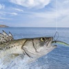 image:imageSumind Weedless Wacky Rig Hooks Bass Carbon Steel Fishing Hooks for Wacky Rigging Worm Lure Baits50